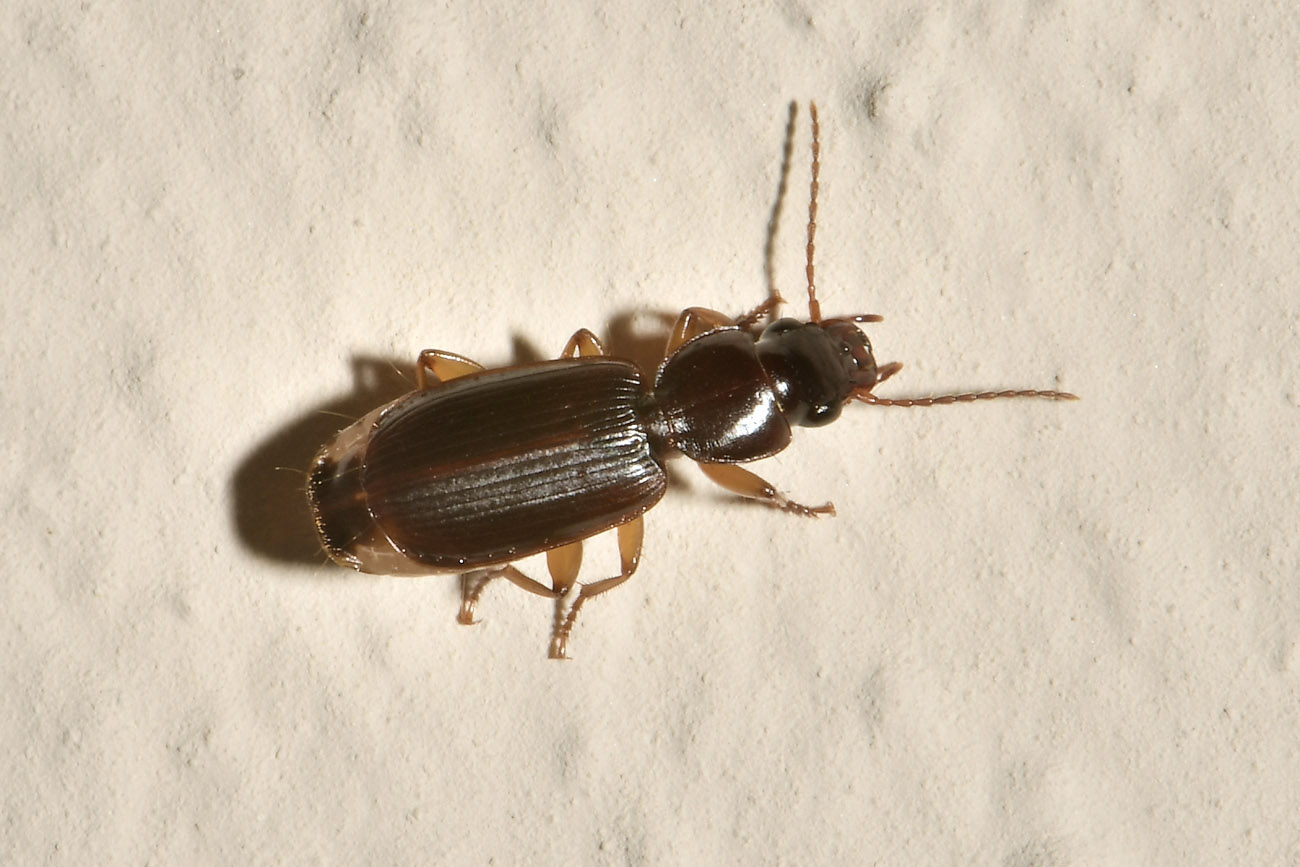 Carabidae: Pseudomasorerus canigoulensis? Sì.